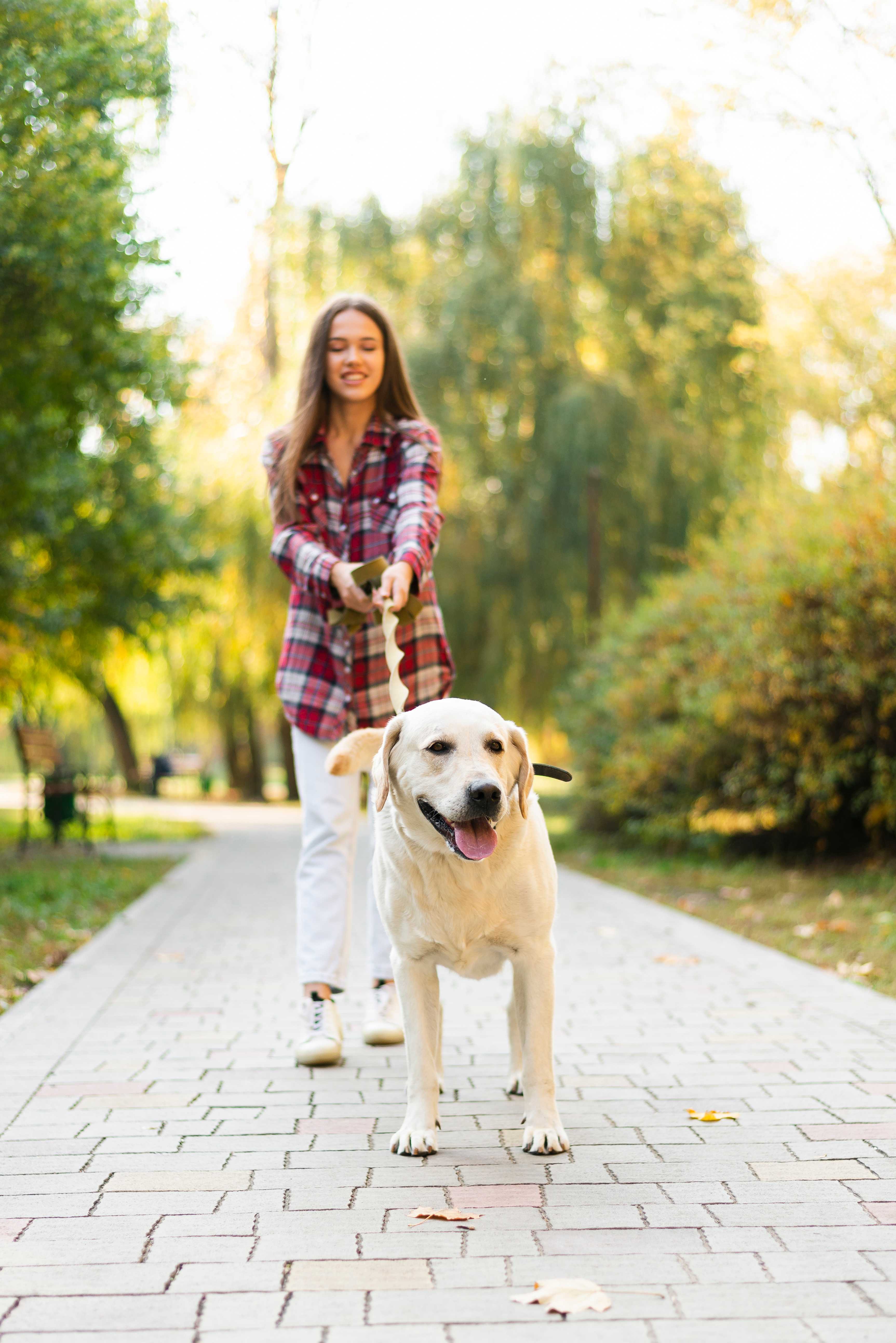 Dog Walker Landing Image