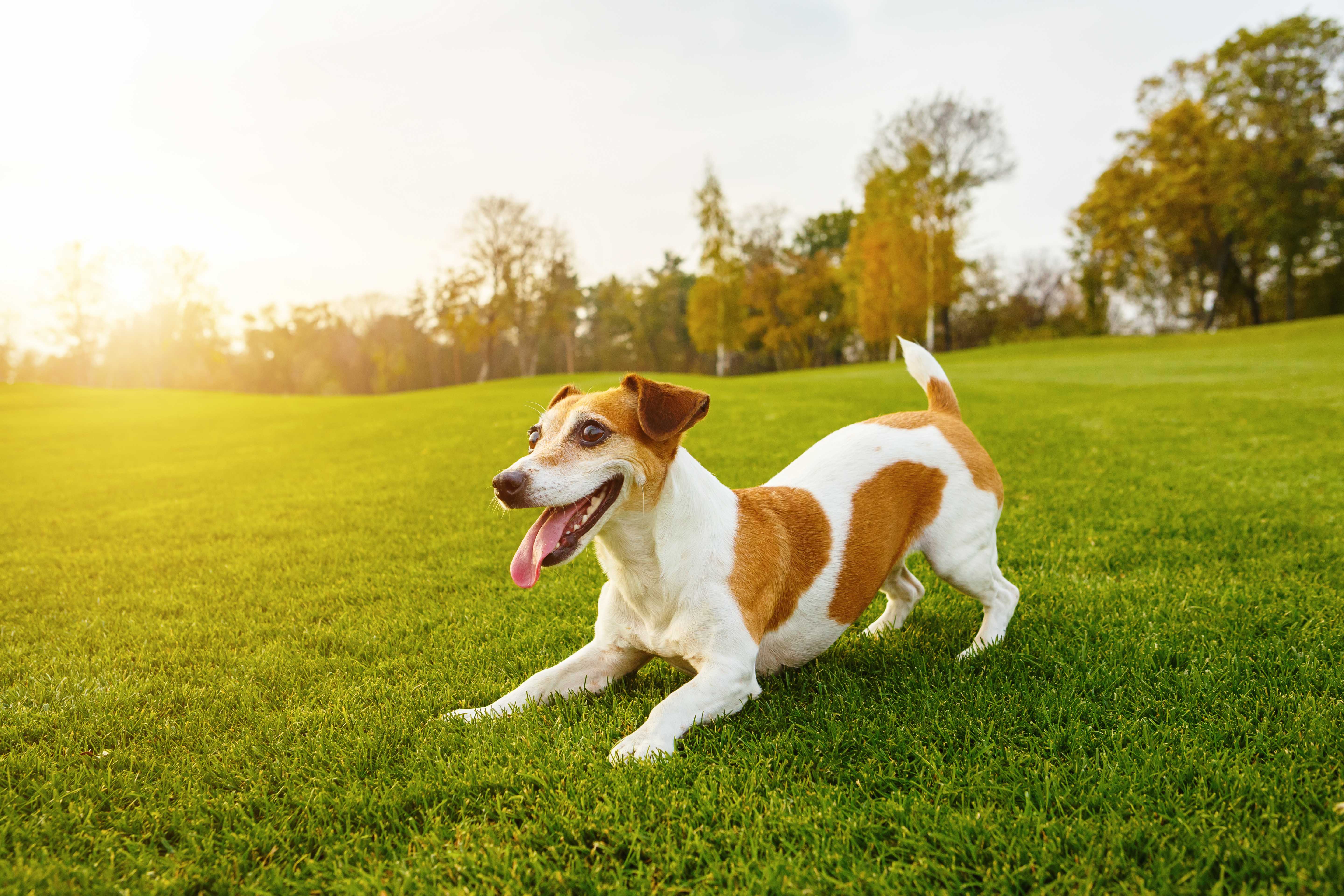 Pet Sitter Landing Hero Top Image