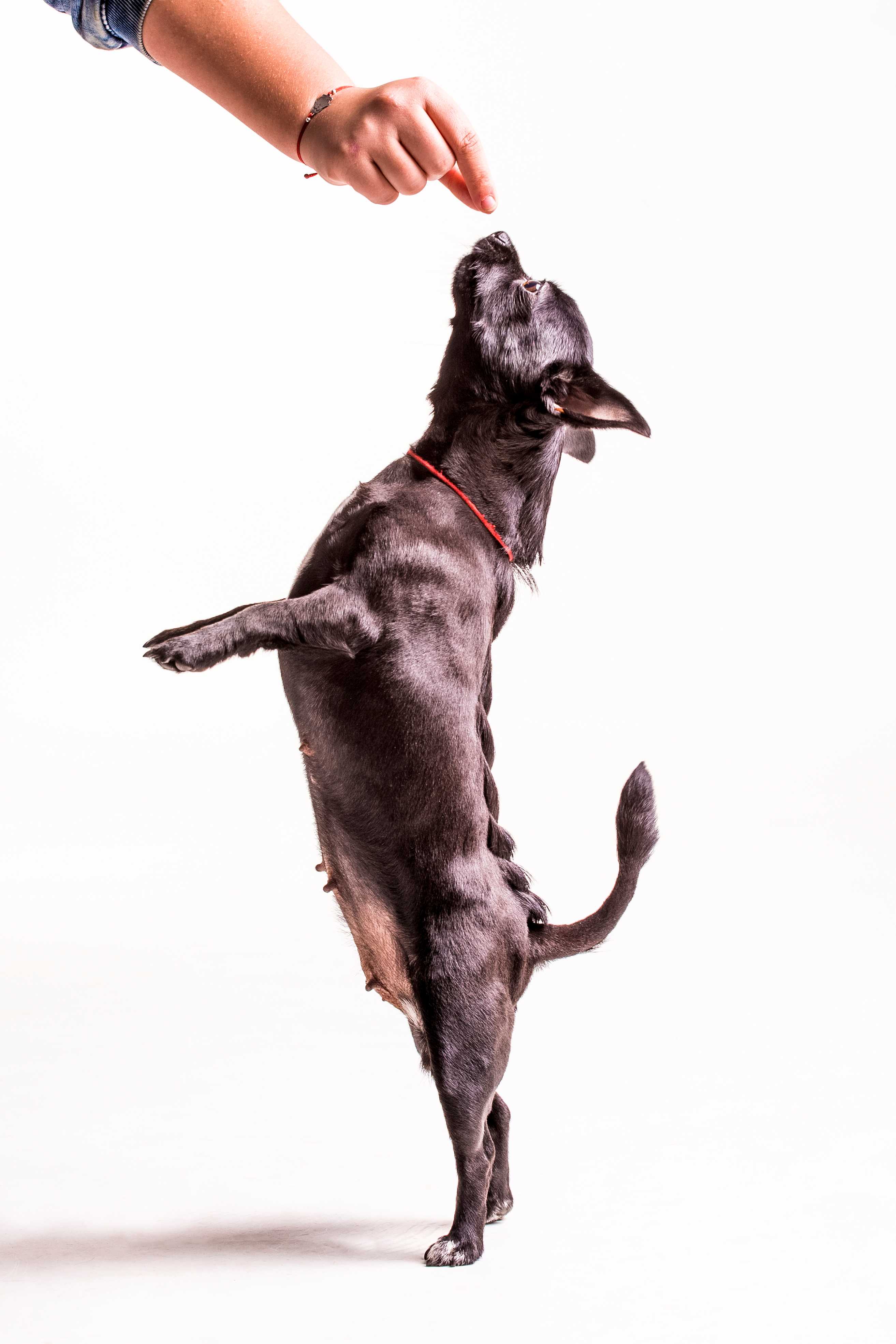 Pet Sitter Landing Image