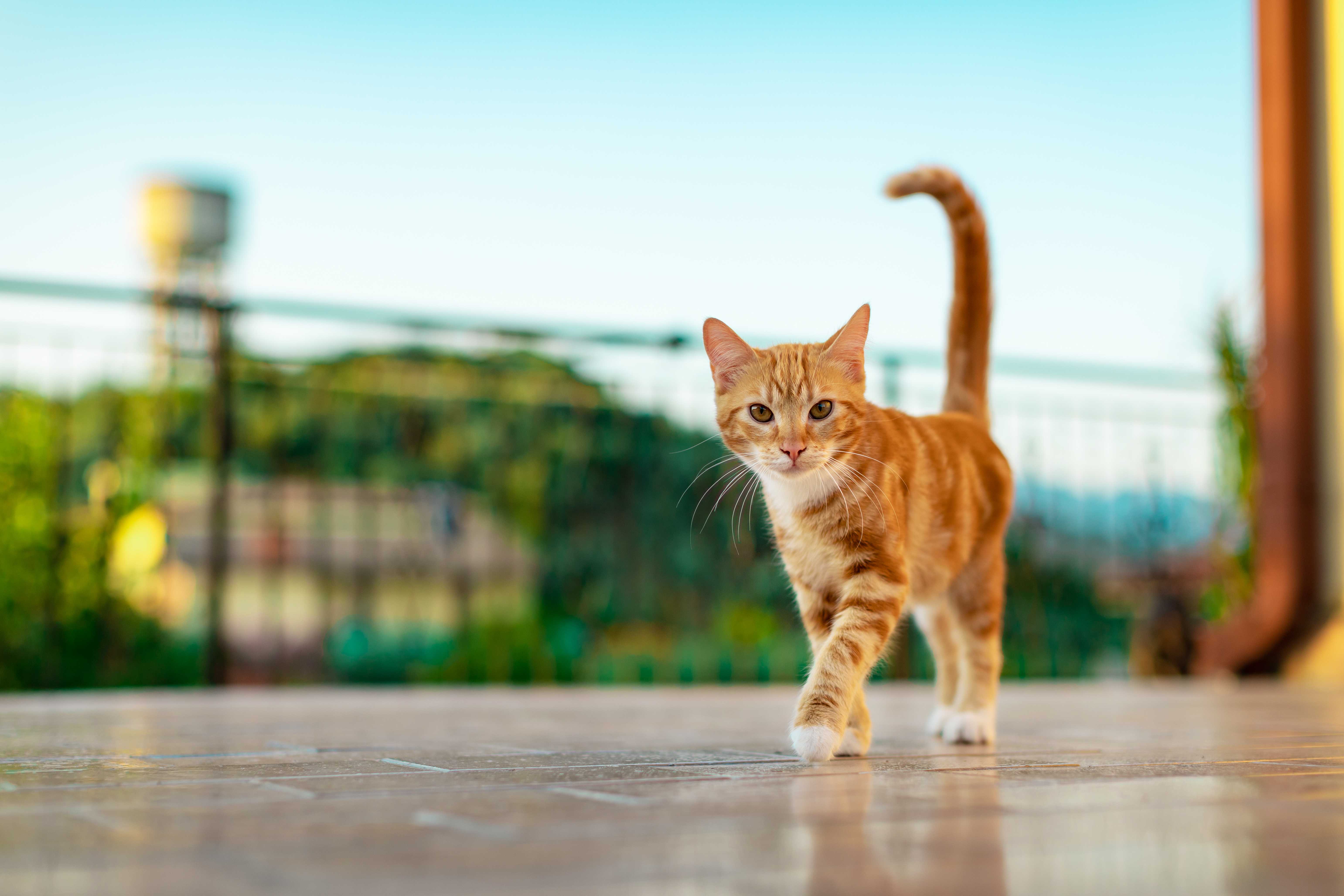 Pet Sitter Landing Hero Bottom Image